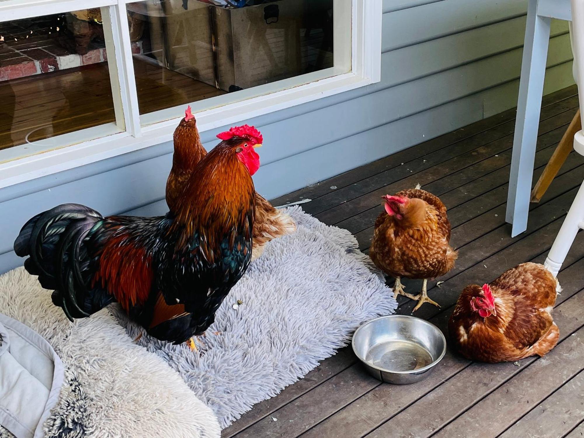 Farm Stay MAPLE Cottage at Wilindi Estate Tyabb Esterno foto