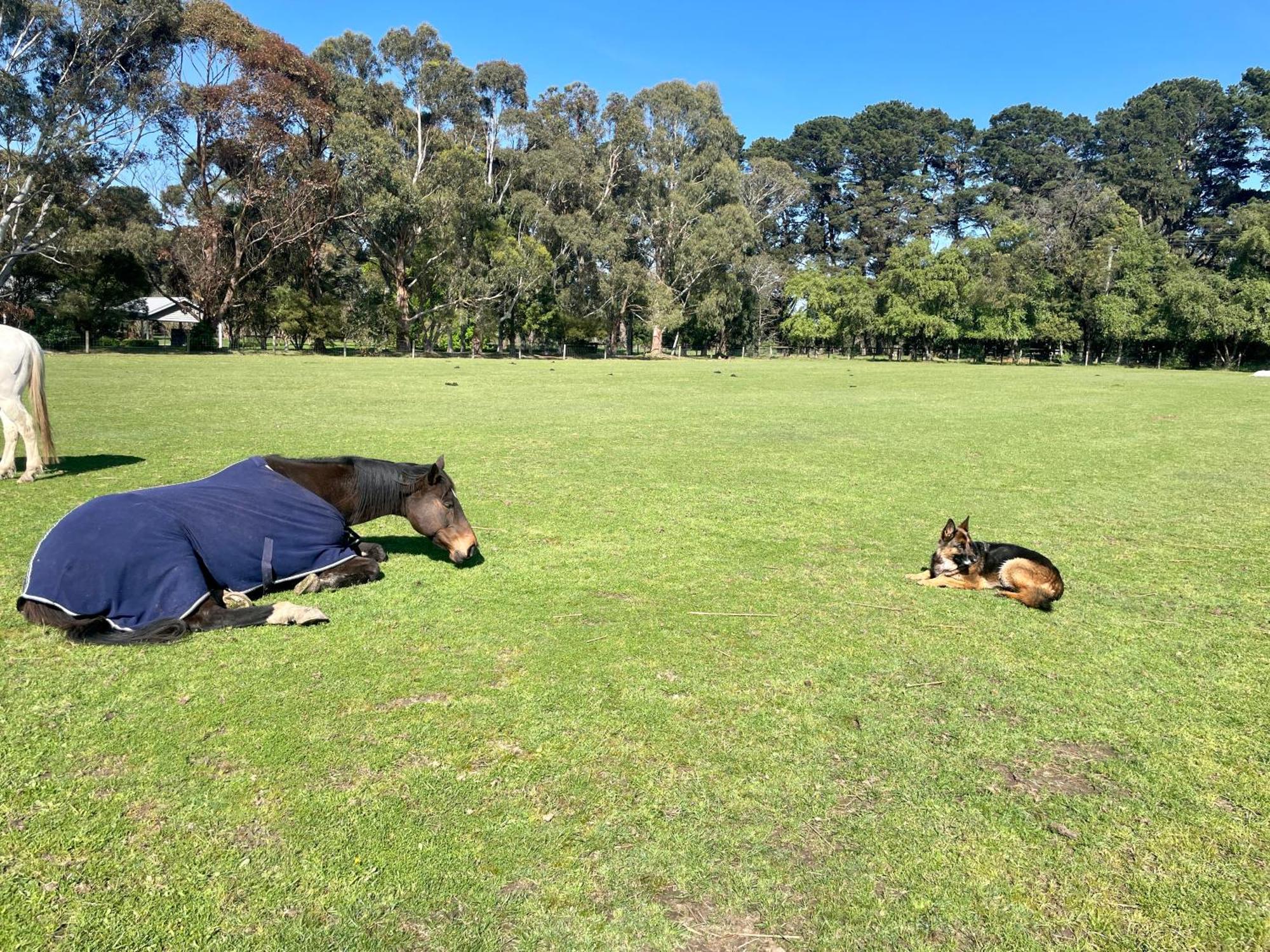 Farm Stay MAPLE Cottage at Wilindi Estate Tyabb Esterno foto